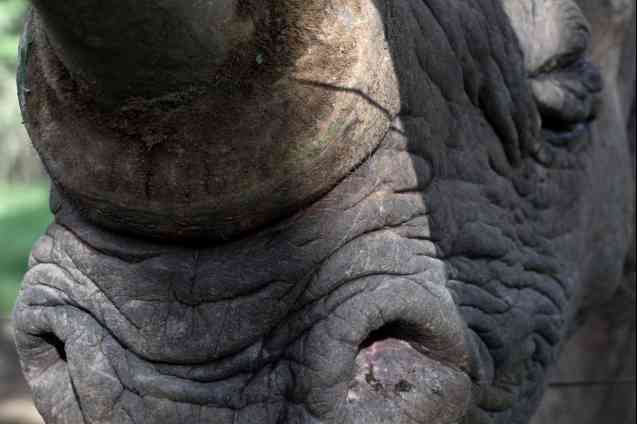 Pejeta Baraka rescued rhino