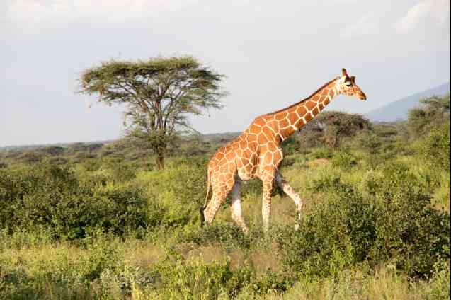 Samburu giraffe on safari in Kenya