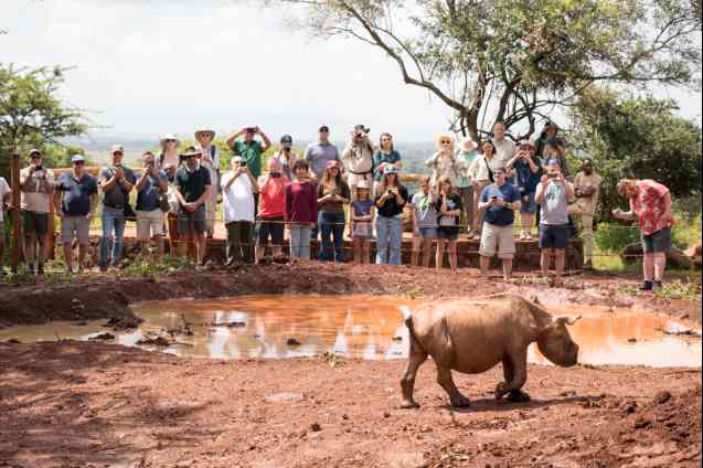 Nairobi Sheldrick rhino in Kenya