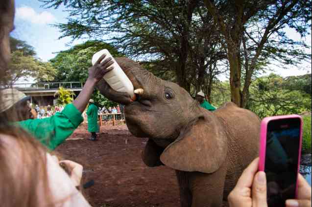 Sheldrick Wildlife Trust Nairobi