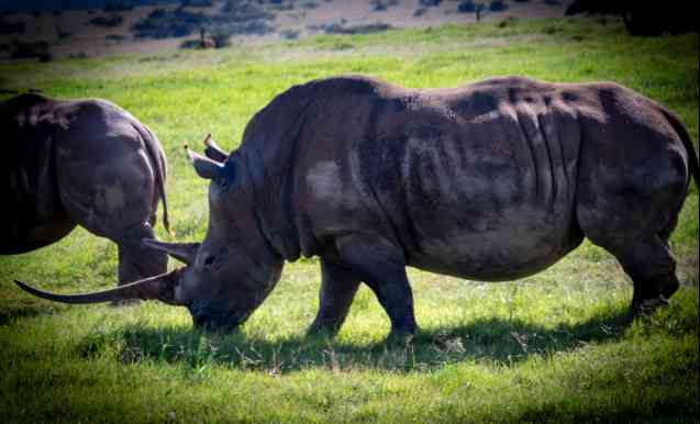 Solio rhino African safari