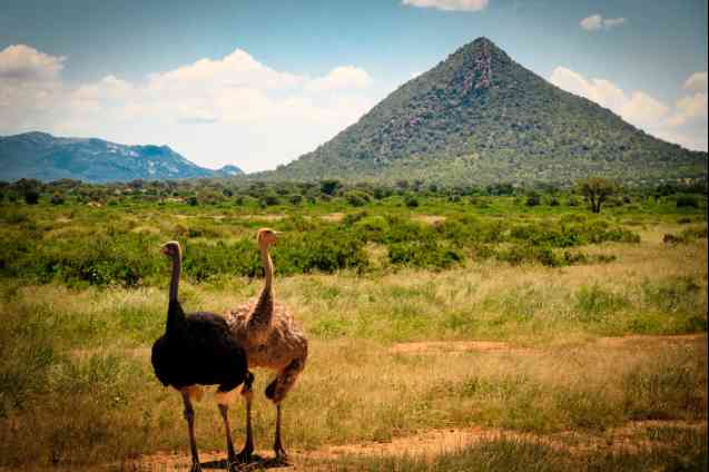 Somali ostrich Samburu
