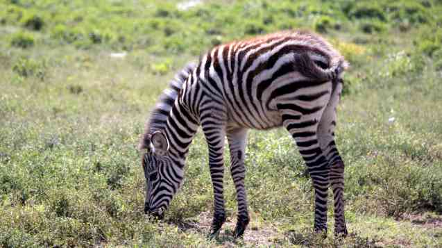 Cresent Island walk zebra, Kenya