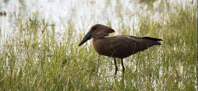 Hammerkop Naivasha