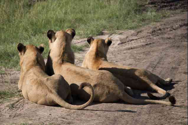 Mara lion cubs in Kenya