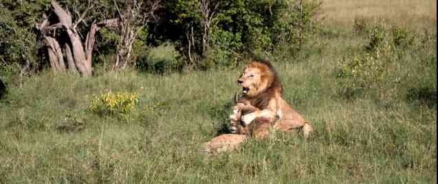 Mara lion fight, Kenya safari