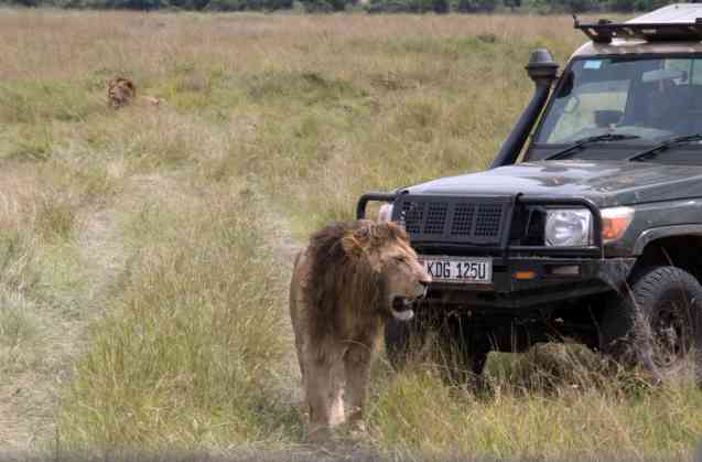 Mara lion safari in Kenya