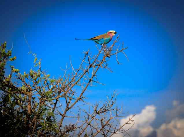 Roller, birds in Kenya