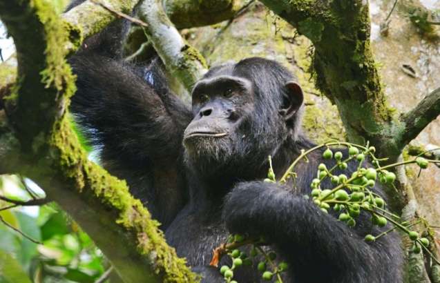 Chimpanzee Kibale