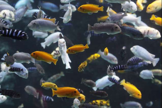 Lake Malawi cichlids