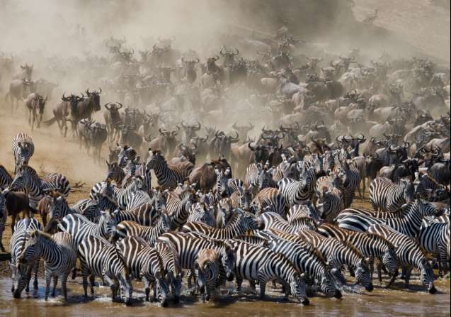 Great migration Kenya