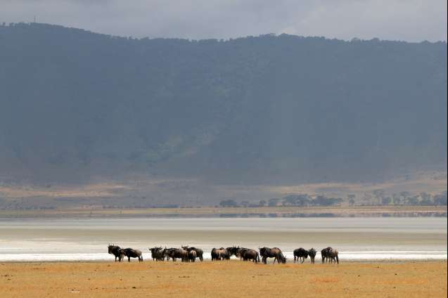 Ngorongoro crater