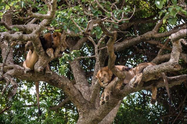 Tree climbing lions of Queen Elizabeth National Park