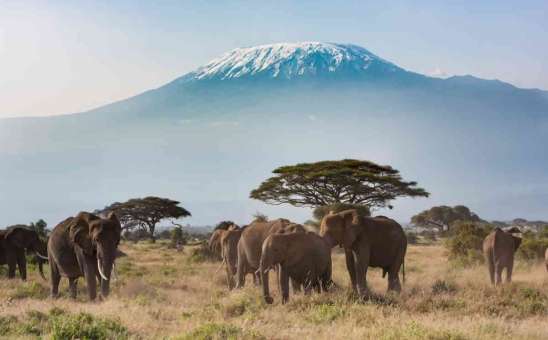 Best East African Adventures for Wildlife Lovers and Thrill Seekers