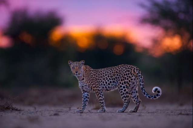 Leopard Kgalagadi Transfrontier Park