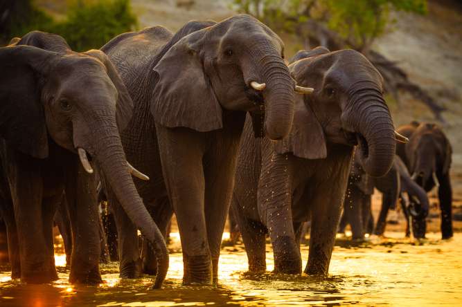 Chobe elephants Botswana