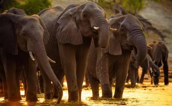 African Safari News & Travel Updates: August 2024