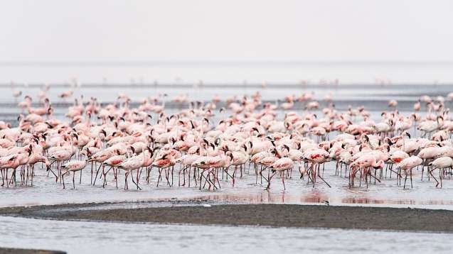 Flamingos at Lake Natron Tanzania