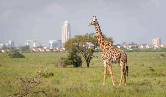 Giraffe in Nairobi National Park