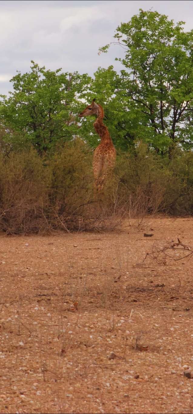 Giraffe with twisted neck