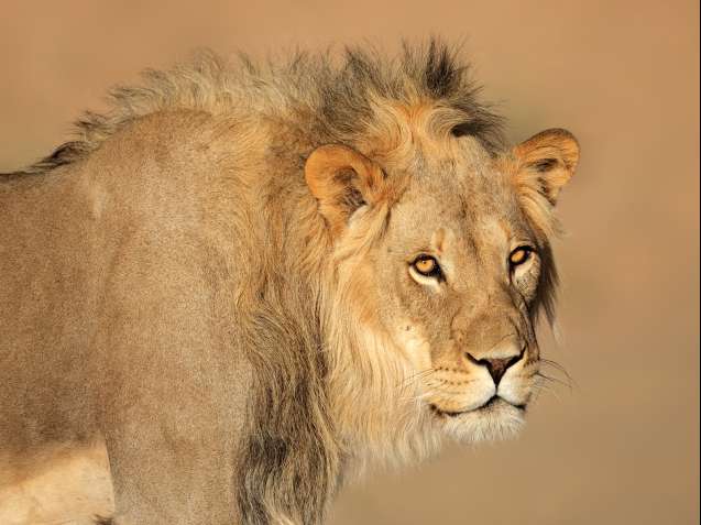 Male lion in Namibia