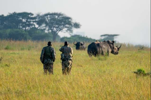 Rangers protecting rhino