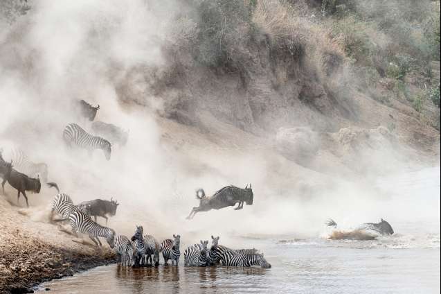 Wildebeest migration Mara River crossing