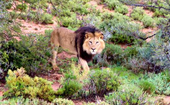 Sanbona Safari Secrets: what makes Sanbona Wildlife Reserve extra special
