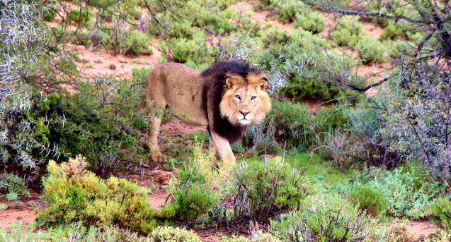 Black maned lion, sanbona wildlife reserve