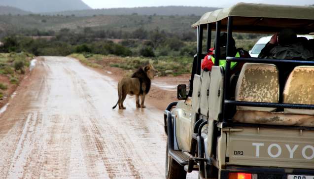Sanbona game drive lion