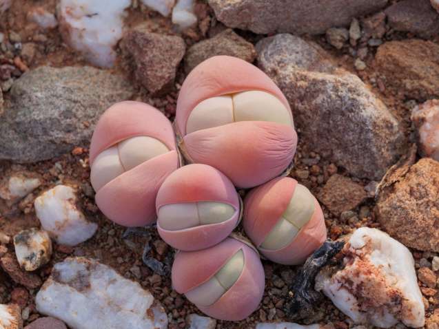 Baby bum succulents at Sanbona