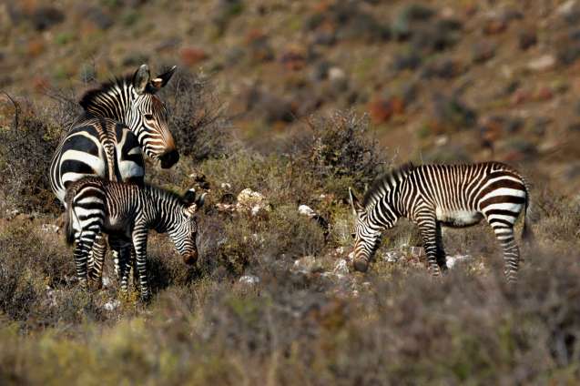 Cape mountain zebra, Sanbona Wildlife Reserve