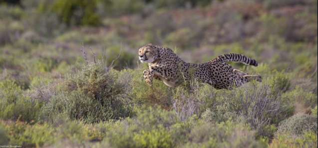 Cheetah in Sanbona Game Reserve