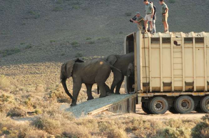 Elephant release at Sanbona Wildlife Reserve