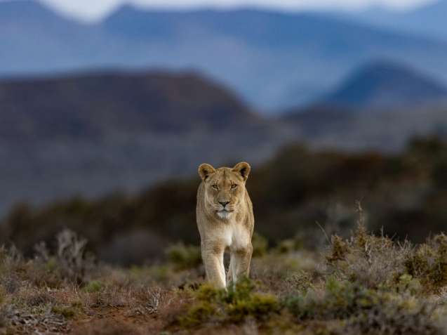 Sanbona safari, lioness