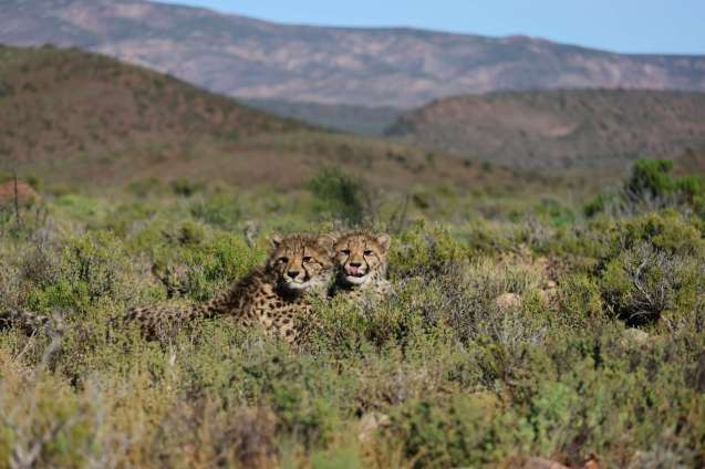Sanbona Wildlife Reserve cheetahs