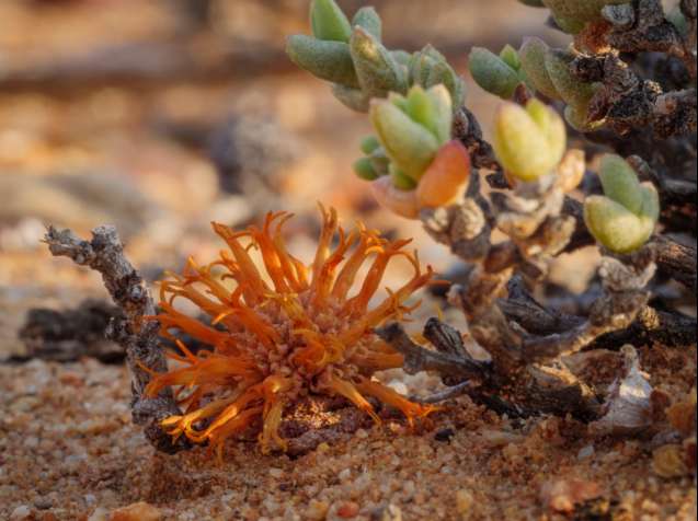 Succulents in Sanbona Wildlife Reserve
