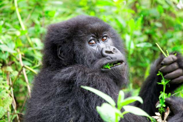 Gorilla Trekking Uganda