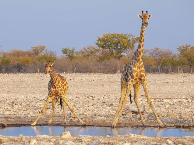 Angolan giraffes drinking in Etosha, Namibia