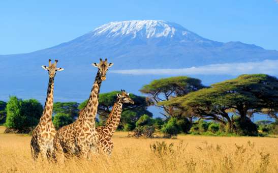 The Best Places to See Giraffes in Africa