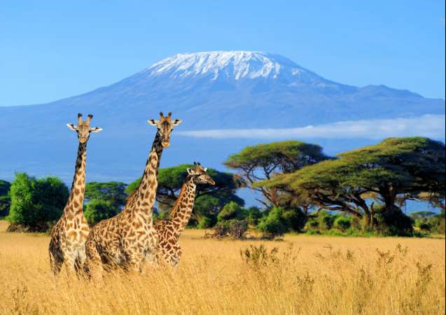 Giraffes africa
