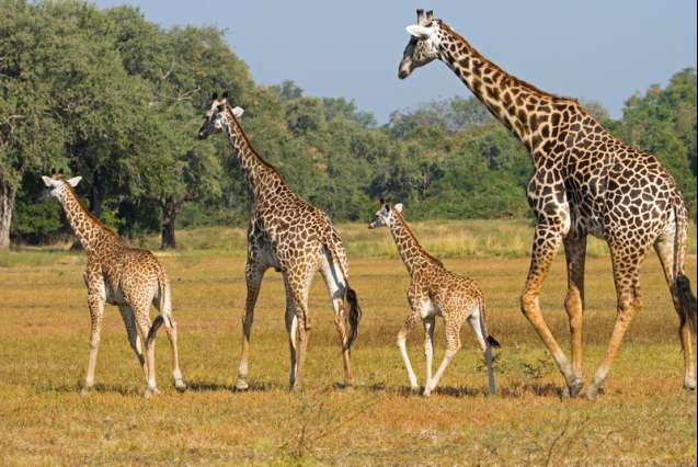 Luangwa giraffe (Thornicroft's giraffe), South Luangwa National Park