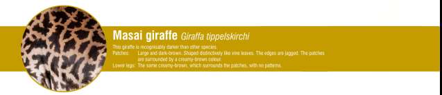 Masai giraffe
