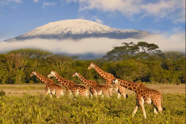 Masai giraffes in Amboseli with Kilimanjaro in the background