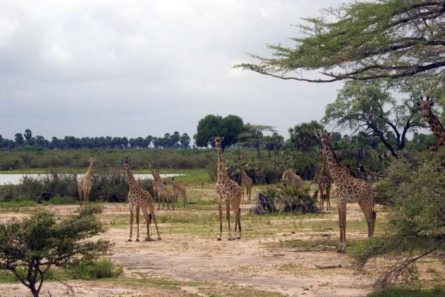 Masai giraffes in Nyerere National Park, Tanzania
