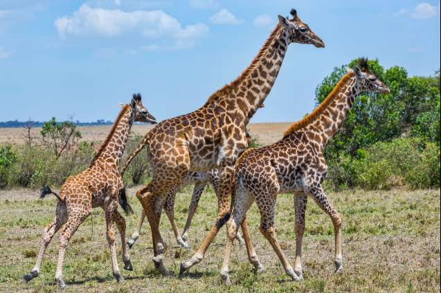 Masai giraffes in the Masai Mara