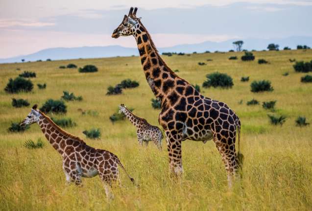 Murchison Falls National Park, Nubian giraffes