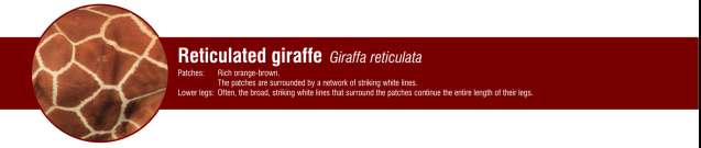 Reticulated giraffe