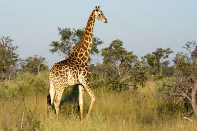 South African giraffe in the Okavango Delta, Botswana