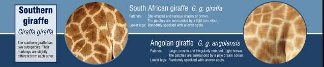 Southern giraffes
